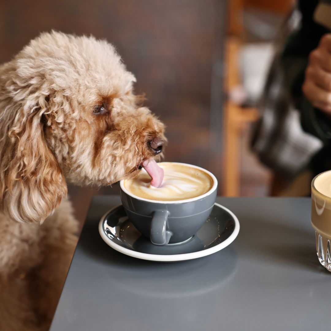 Doodle drinkt met tong uit een cappuccino op een terrastafel