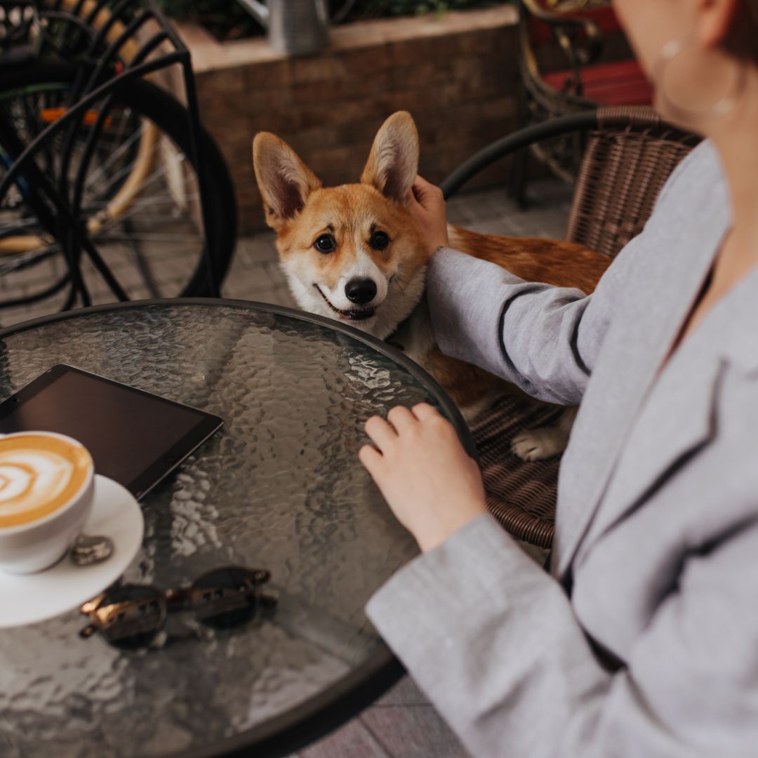 Corgi op een terrasje met vrouw die de hond aait en een cappuccino heeft