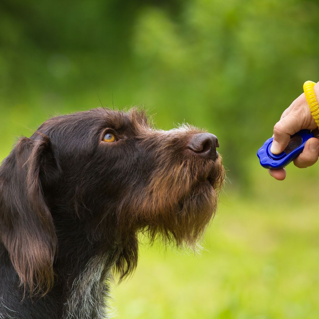 Jachthond wordt getraind met clicker, gras op de achtergrond