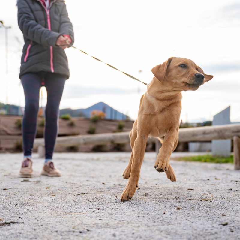 Wandelen aan de lijn: wel of geen contact met andere honden