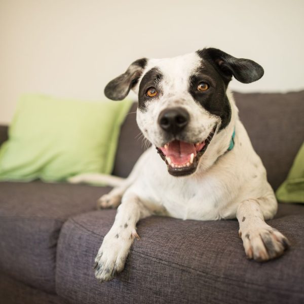 Zwart witte hond ligt op de bank en kijkt hijgend de camera in