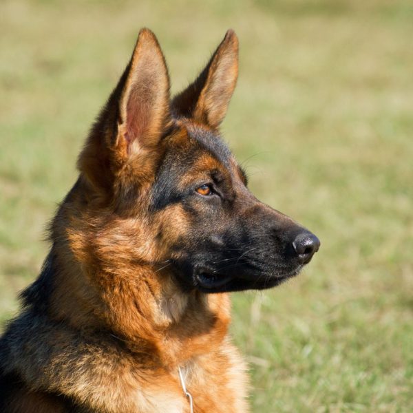 Duitse herder kijkt met gesloten bek opzij