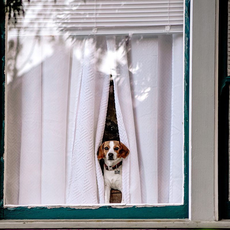hond kijkt door het raam